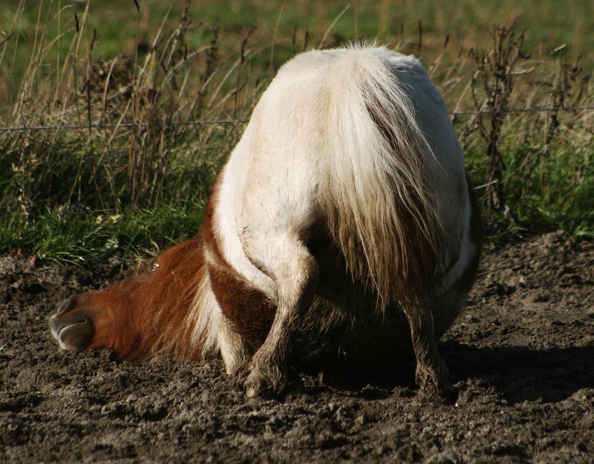 Shetlænder Perle billede 14