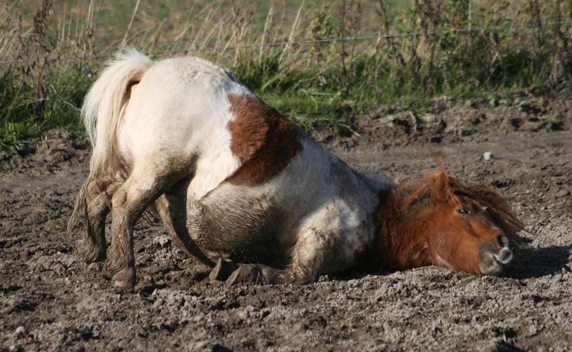 Shetlænder Perle billede 15