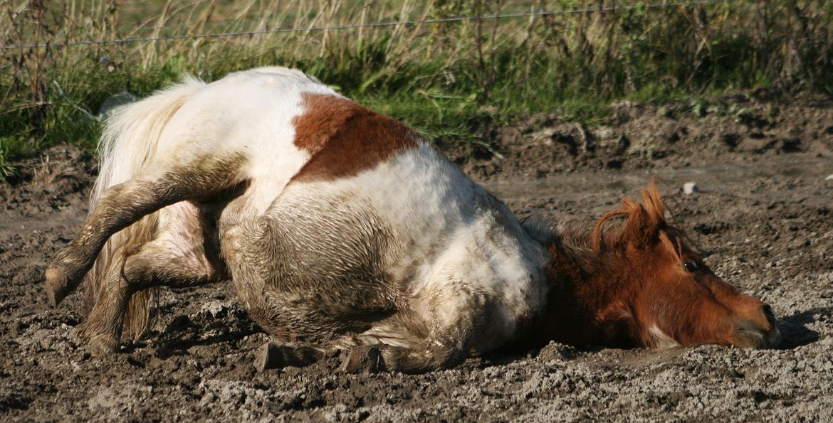 Shetlænder Perle billede 16