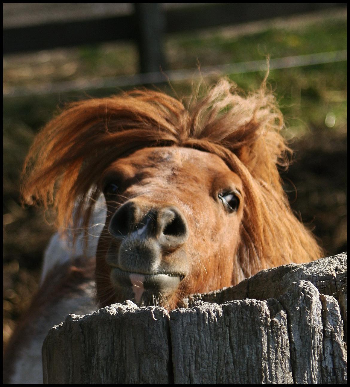 Shetlænder Perle billede 17