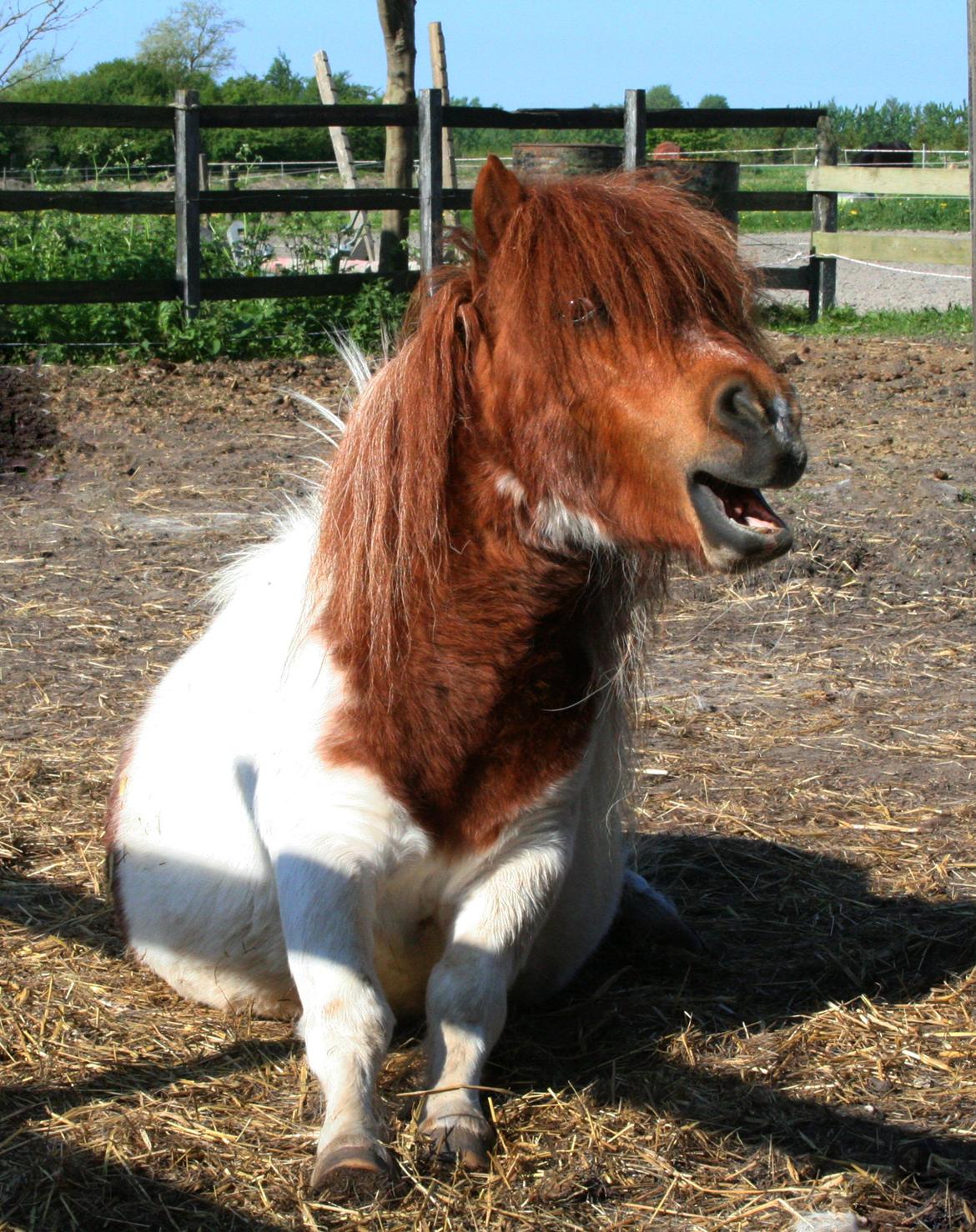 Shetlænder Perle billede 18