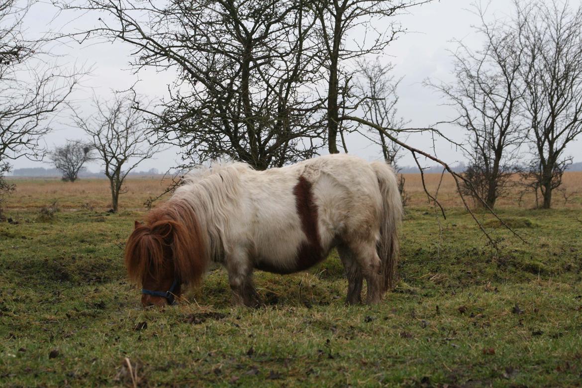 Shetlænder Perle billede 19