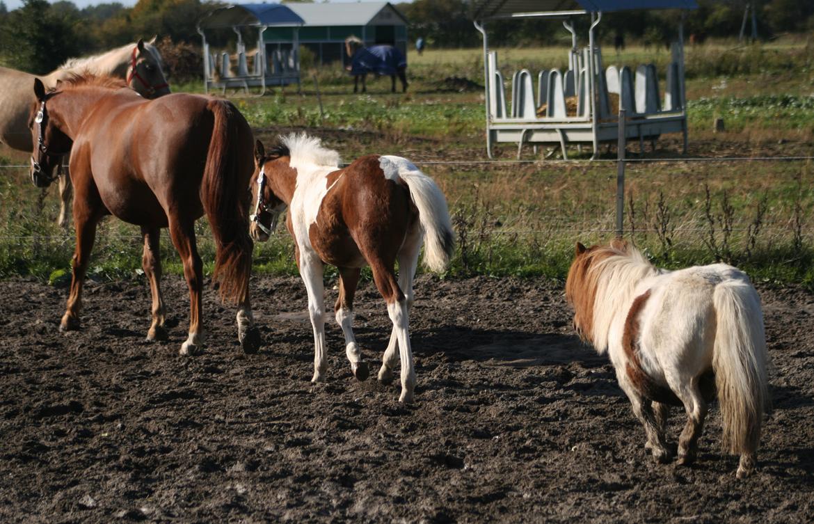 Shetlænder Perle billede 20