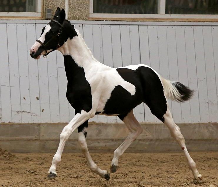 Pinto Midtjyden´s Dark Diamond billede 1