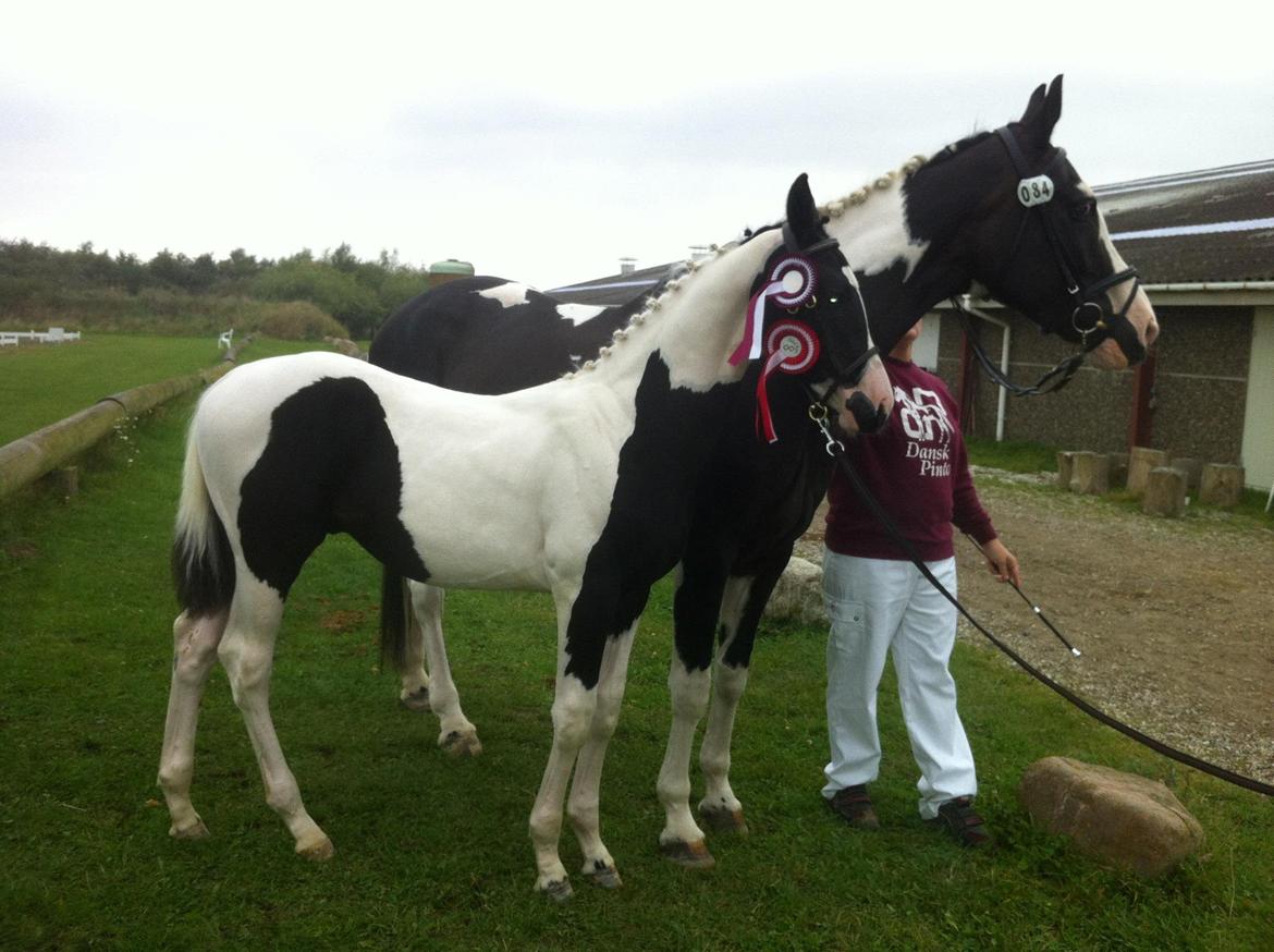 Pinto Midtjyden´s Dark Diamond billede 2