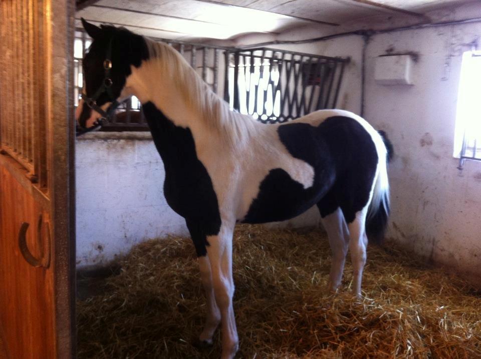 Pinto Midtjyden´s Dark Diamond billede 3