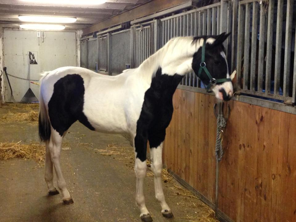 Pinto Midtjyden´s Dark Diamond billede 4