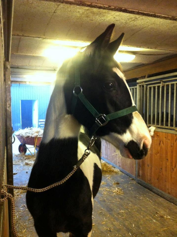 Pinto Midtjyden´s Dark Diamond billede 5