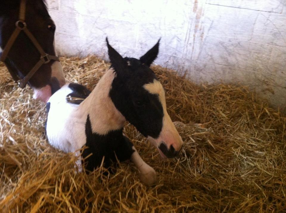 Pinto Midtjyden´s Dark Diamond billede 6