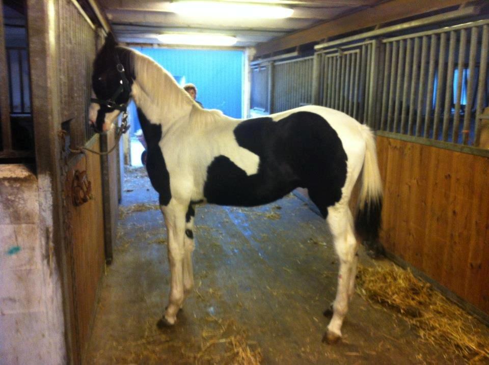 Pinto Midtjyden´s Dark Diamond billede 7