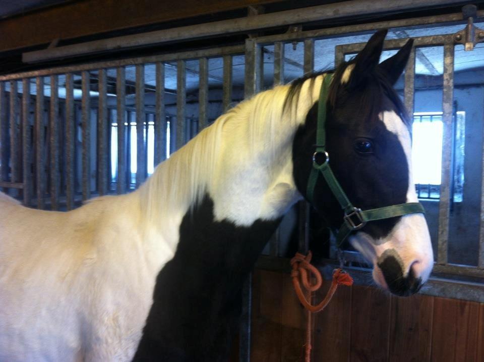 Pinto Midtjyden´s Dark Diamond billede 8