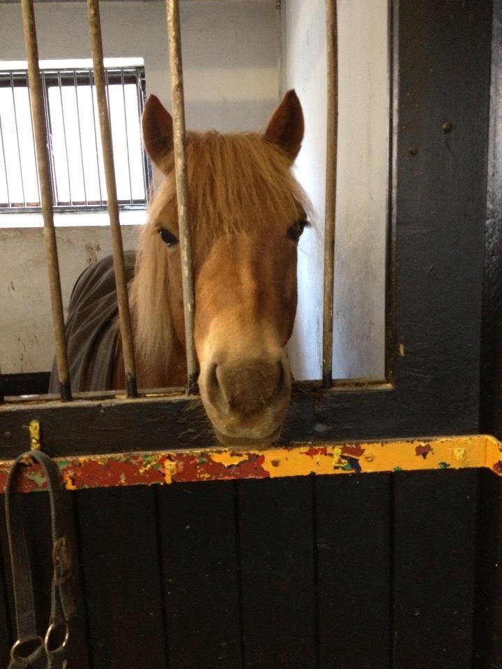 Gotlandsruss Ivanhoe<3 - Så er der dømt weekend til ponyen <3 billede 11
