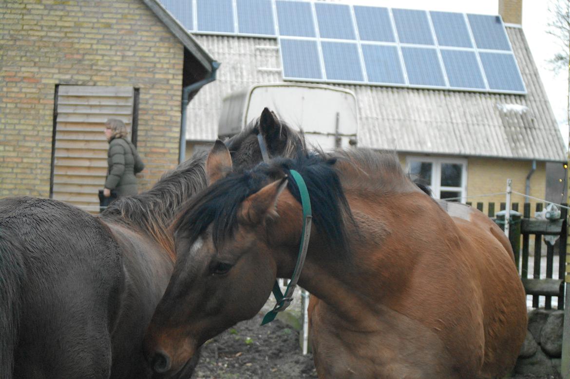 Anden særlig race shadow of touch - de bedste hestevenner R.I.P Pasgal :') billede 6