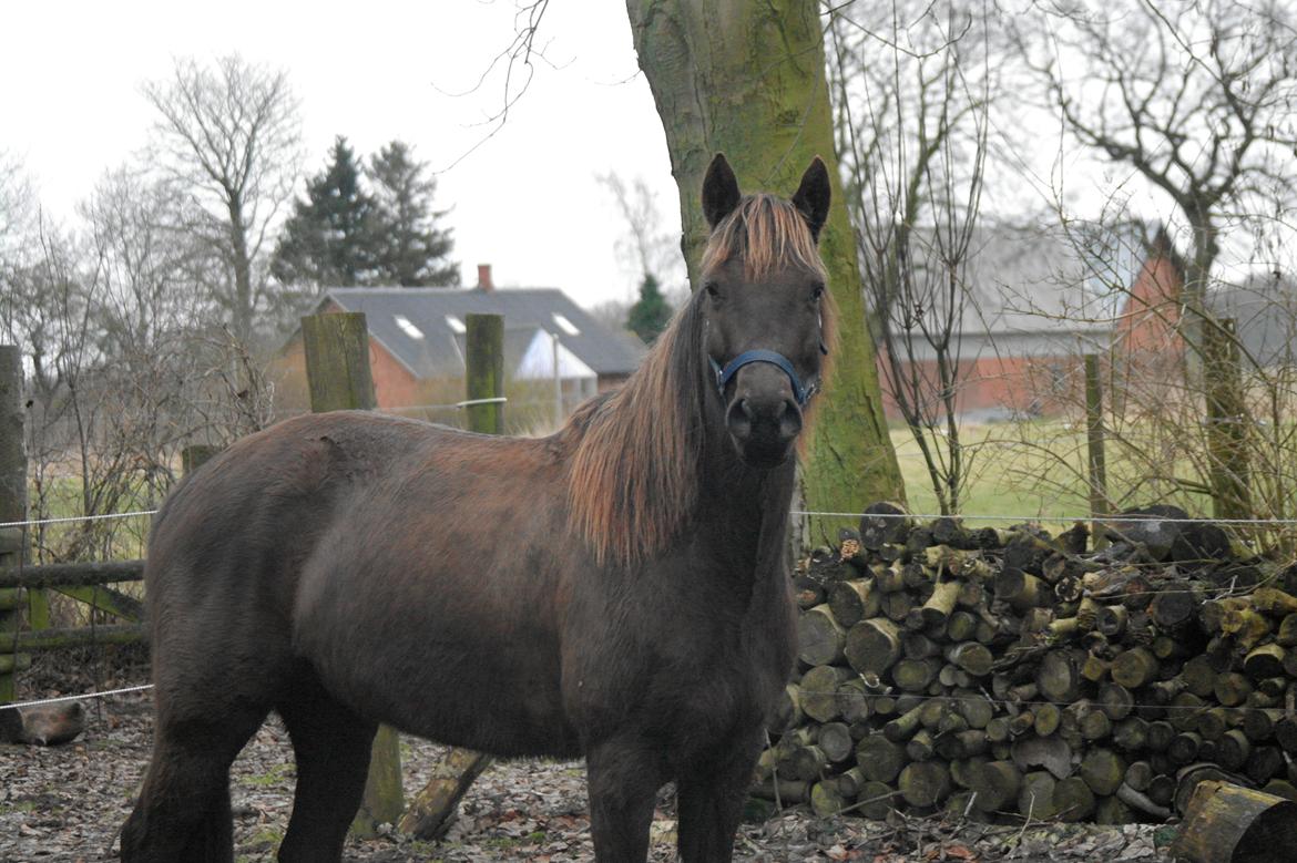 Anden særlig race shadow of touch - beauty queen :) billede 13