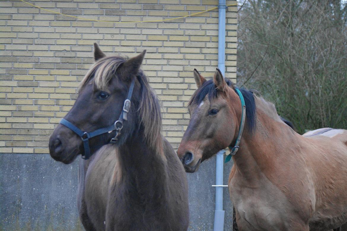 Anden særlig race shadow of touch - dejlige dyr! billede 20