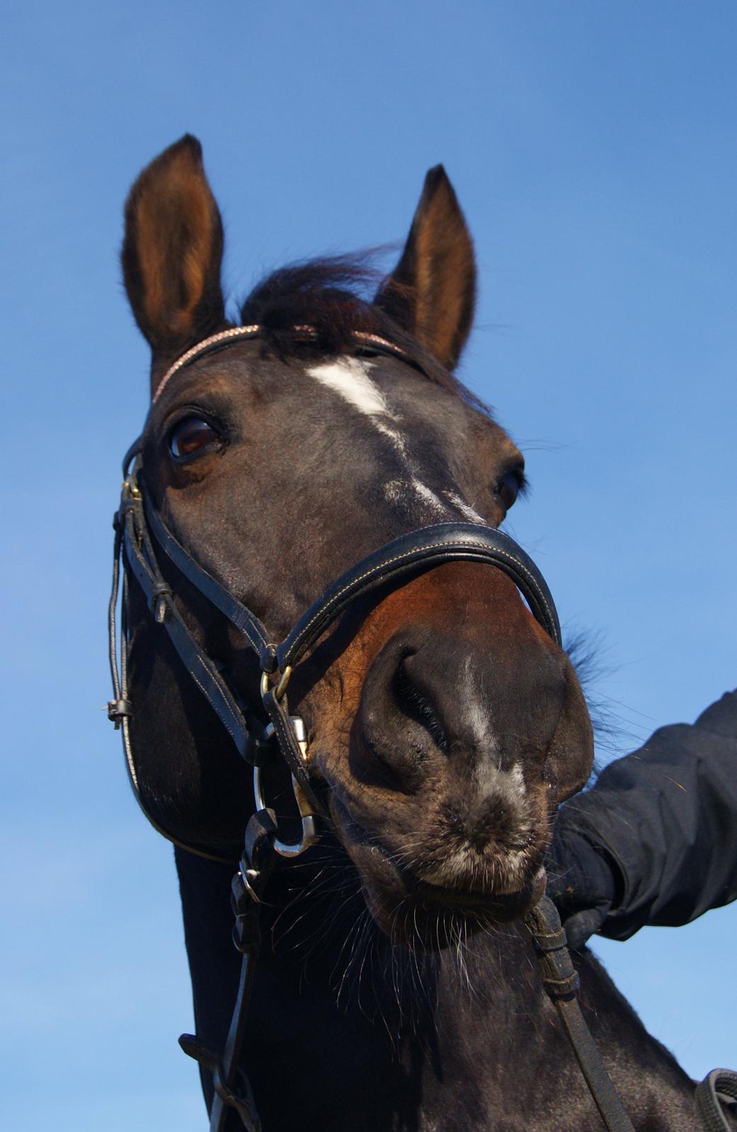 Anden særlig race Nova - Mit et og alt <3 billede 13