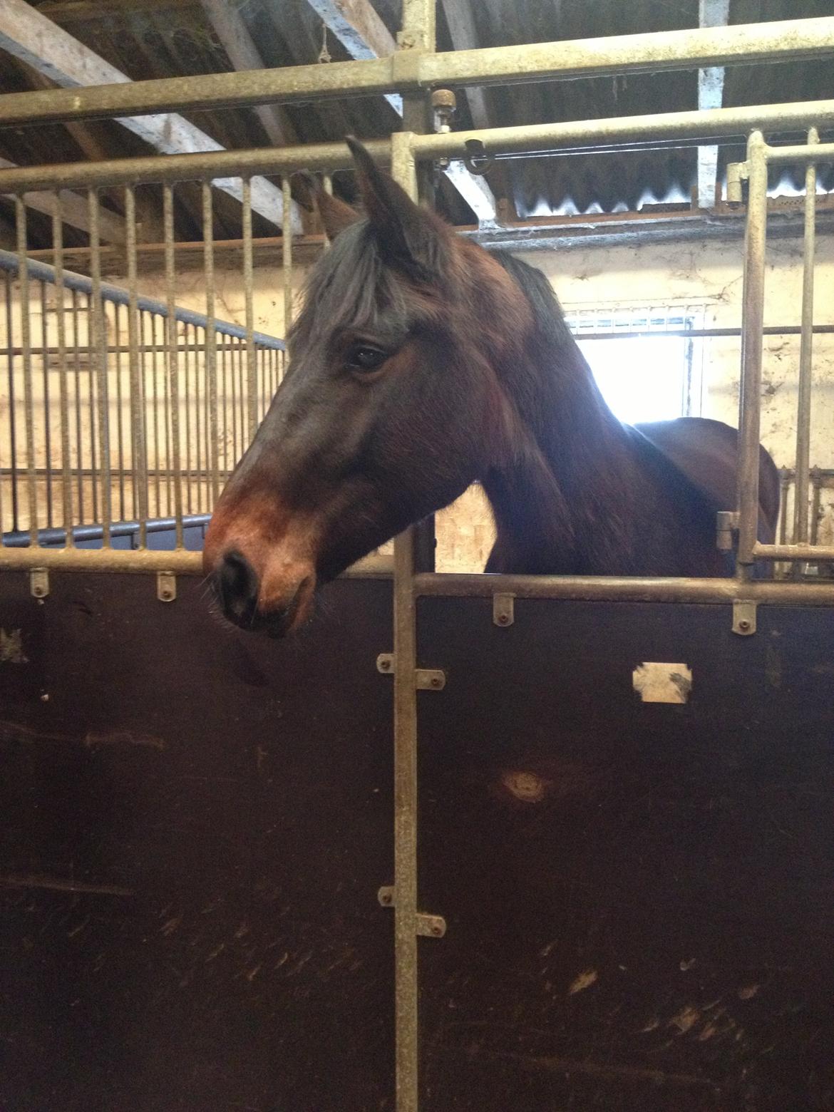 Anden særlig race Farissa - Første dag i boksen. billede 8