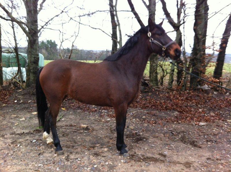 Anden særlig race Farissa - Som baby hest billede 4