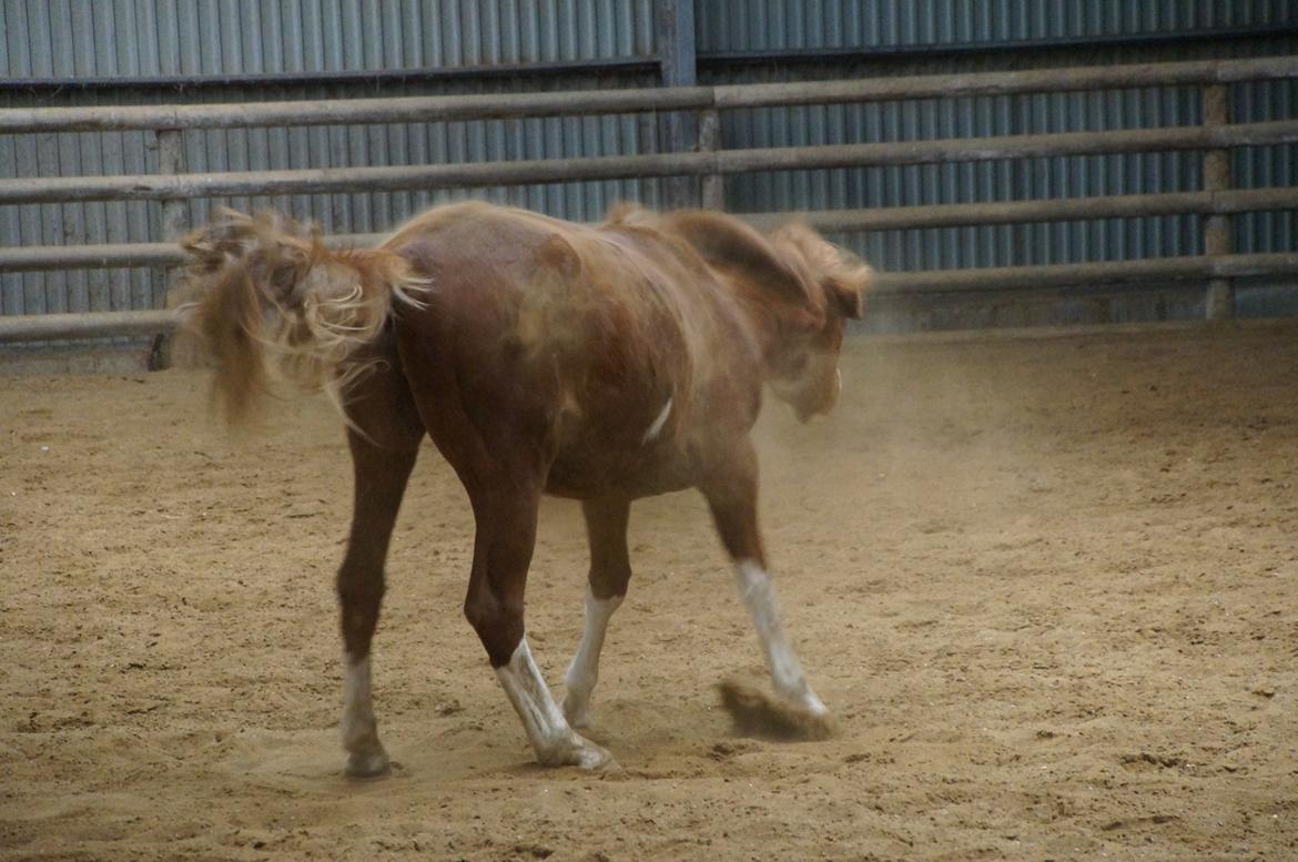 Pinto Whiskey In The Jar billede 20