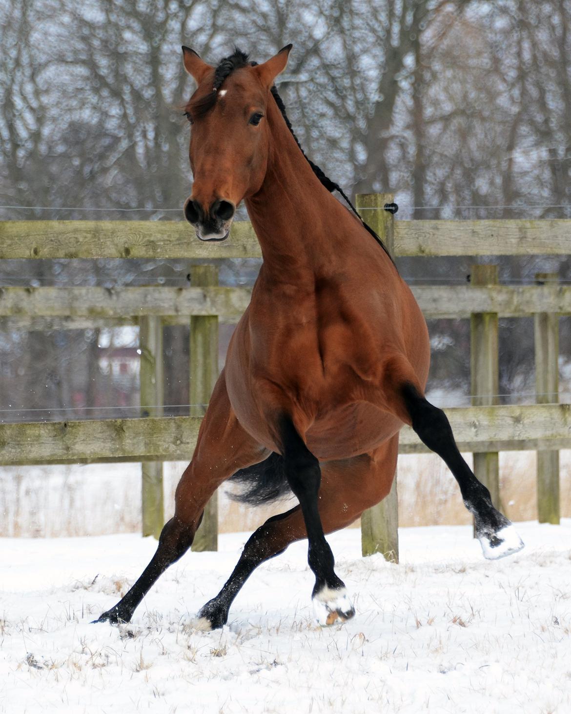 Lusitano Café billede 17