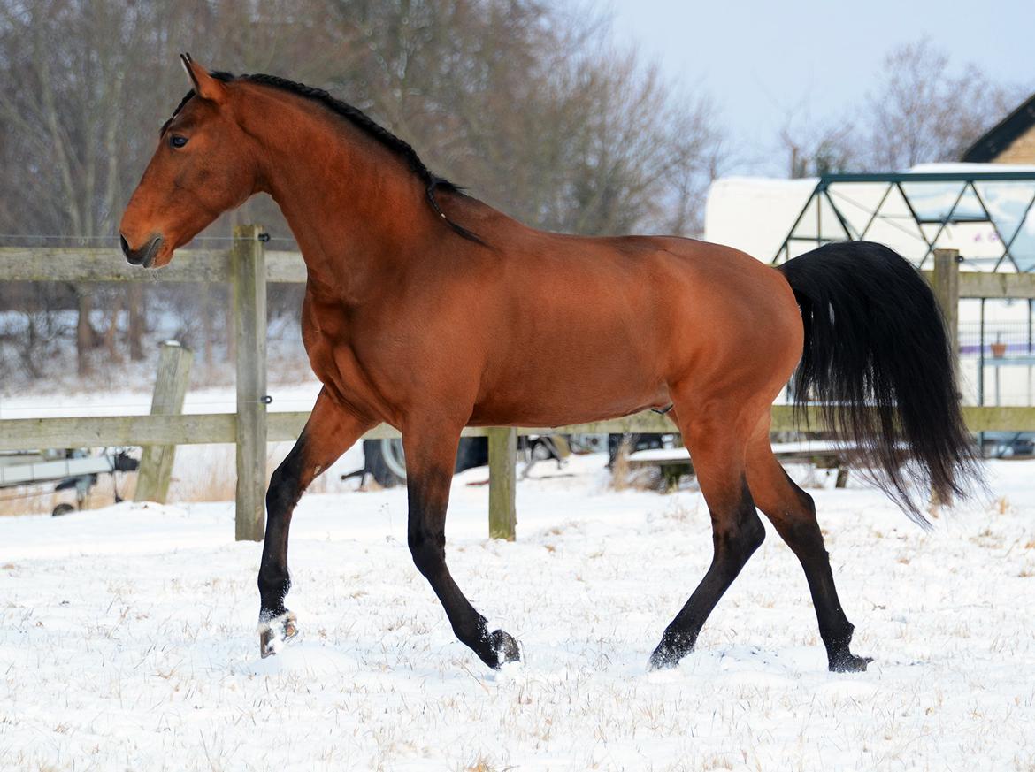 Lusitano Café billede 3