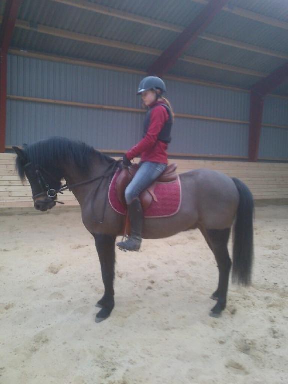New Forest Løgtholt´s Bastian <3  - træ kan brænde is kan tø men mindet om dig vil aldrig dø billede 10