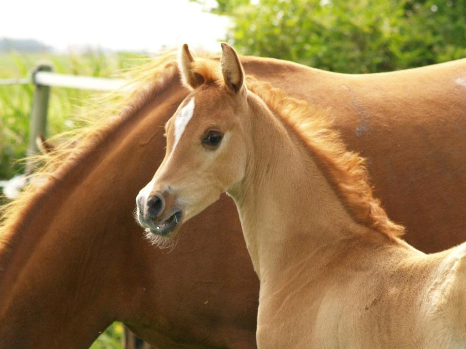 Arabisk fuldblod (OX) Fahkour Amir el Azraff - 6 uger billede 5