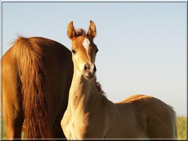 Arabisk fuldblod (OX) Fahkour Amir el Azraff - 1 uge billede 13