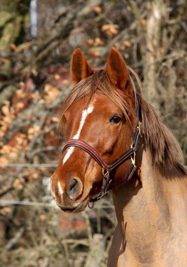 Anden særlig race Lyrique - Marts 2013 billede 3