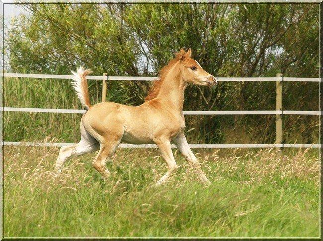 Arabisk fuldblod (OX) Fahkour Amir el Azraff - 6 uger billede 17