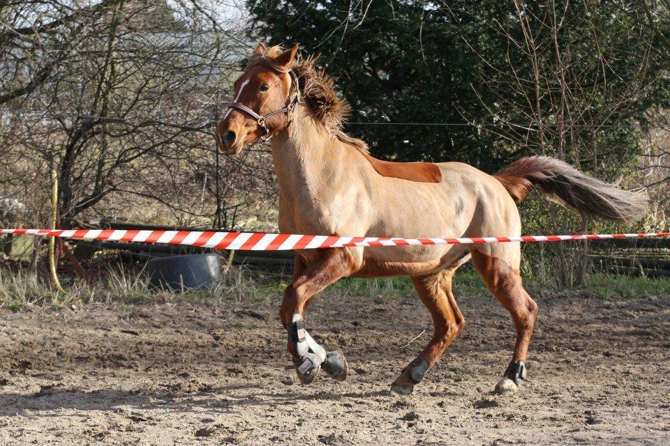 Anden særlig race Lyrique - Løsspringning - Marts 2013 billede 9