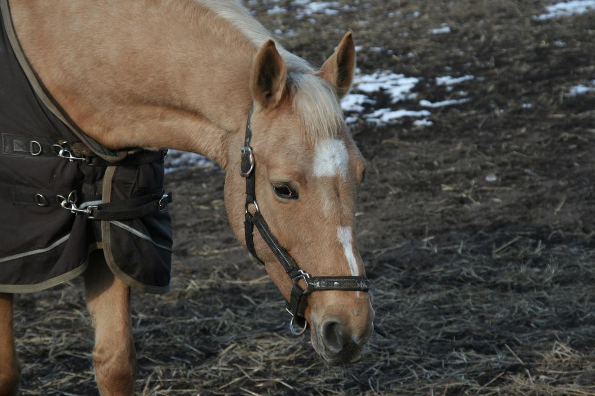 Palomino Chess Stauslykke - Foto: mig billede 9