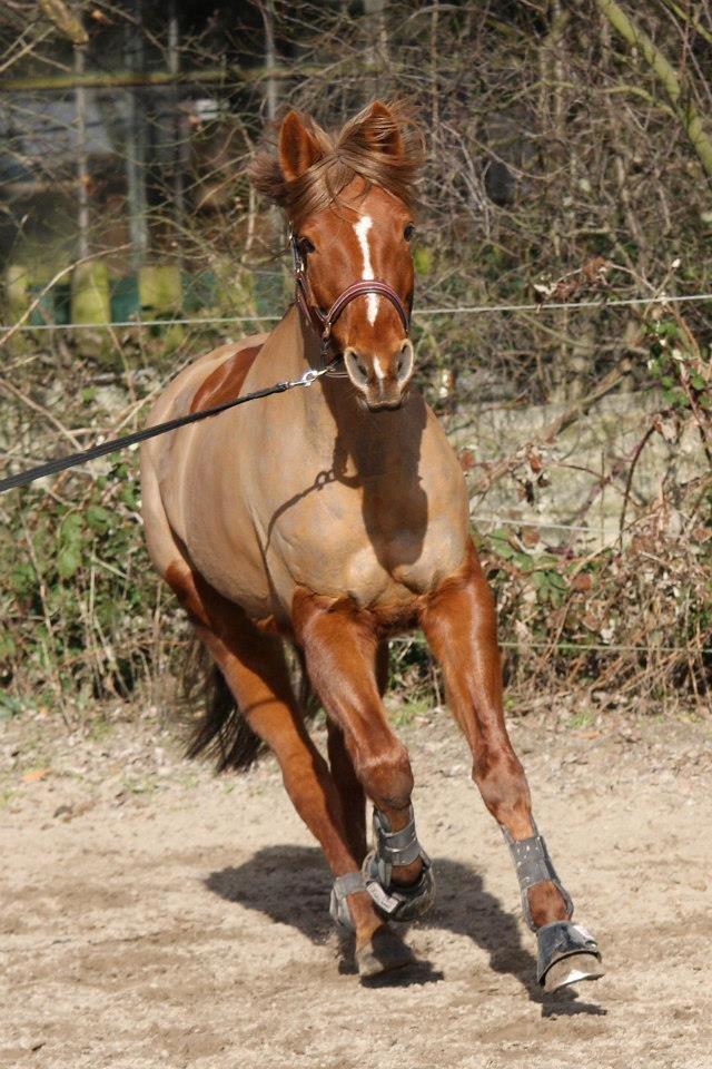 Anden særlig race Lyrique - Marts 2013 billede 10