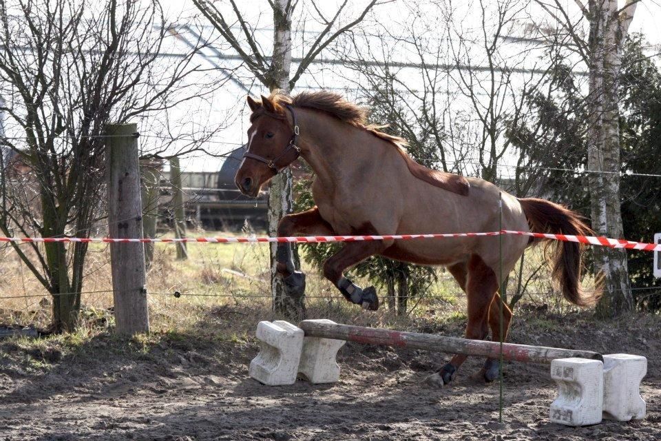 Anden særlig race Lyrique - Løsspringning - Marts 2013 billede 11