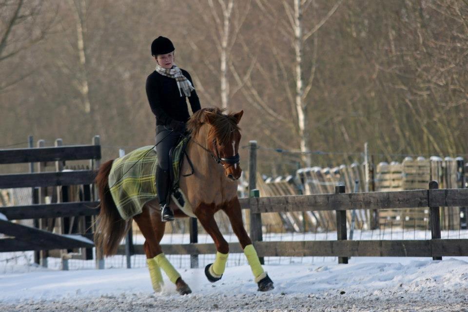 Anden særlig race Lyrique billede 13