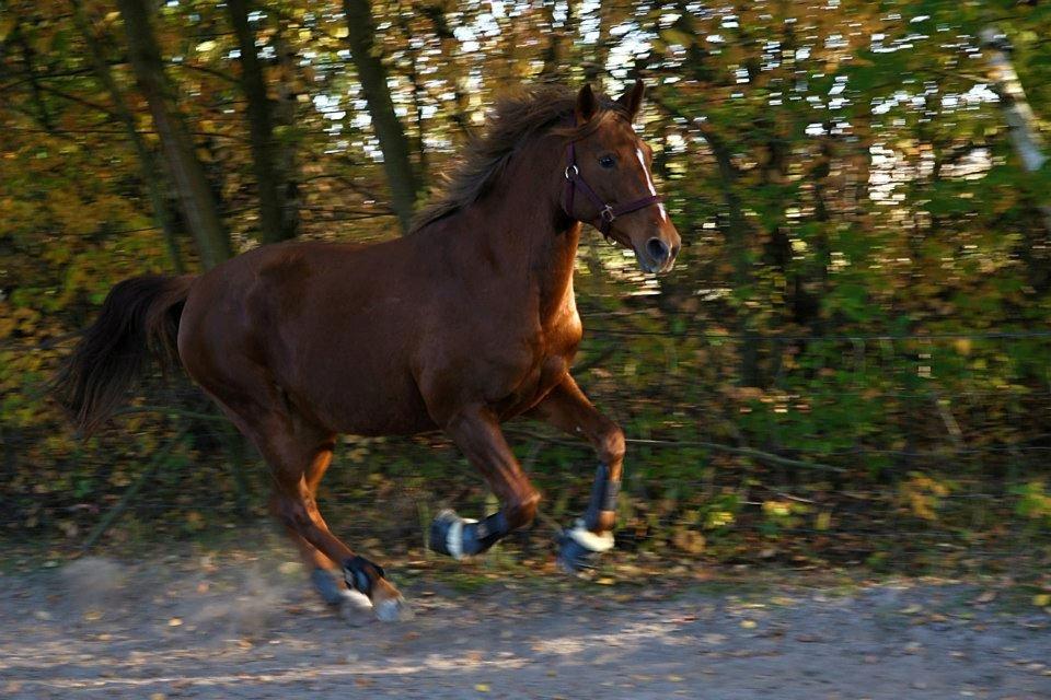 Anden særlig race Lyrique billede 15