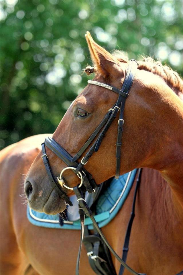 Anden særlig race Lyrique billede 16