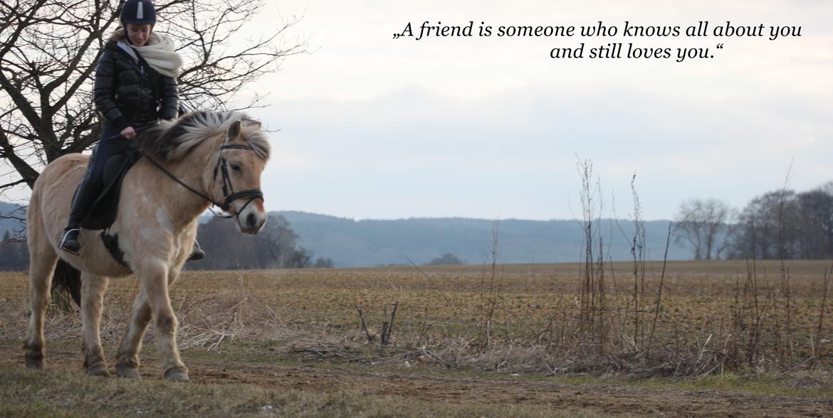 Fjordhest Rasmus :* billede 1