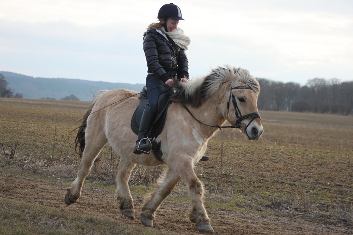 Fjordhest Rasmus :* billede 5