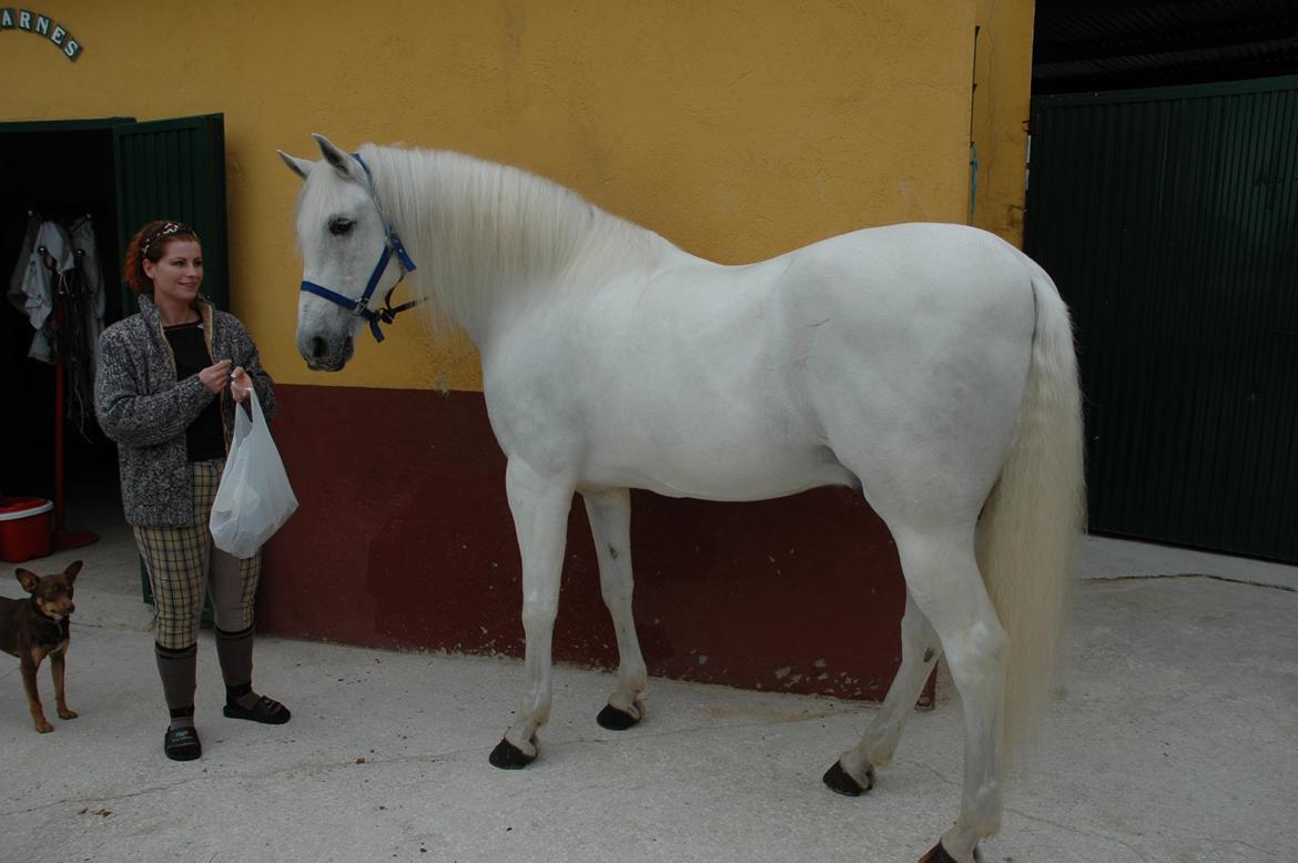 Cruzado boqueron - første møde med min dejlige hest i Spanien,1 mdr senere kom han hjem til DK billede 19