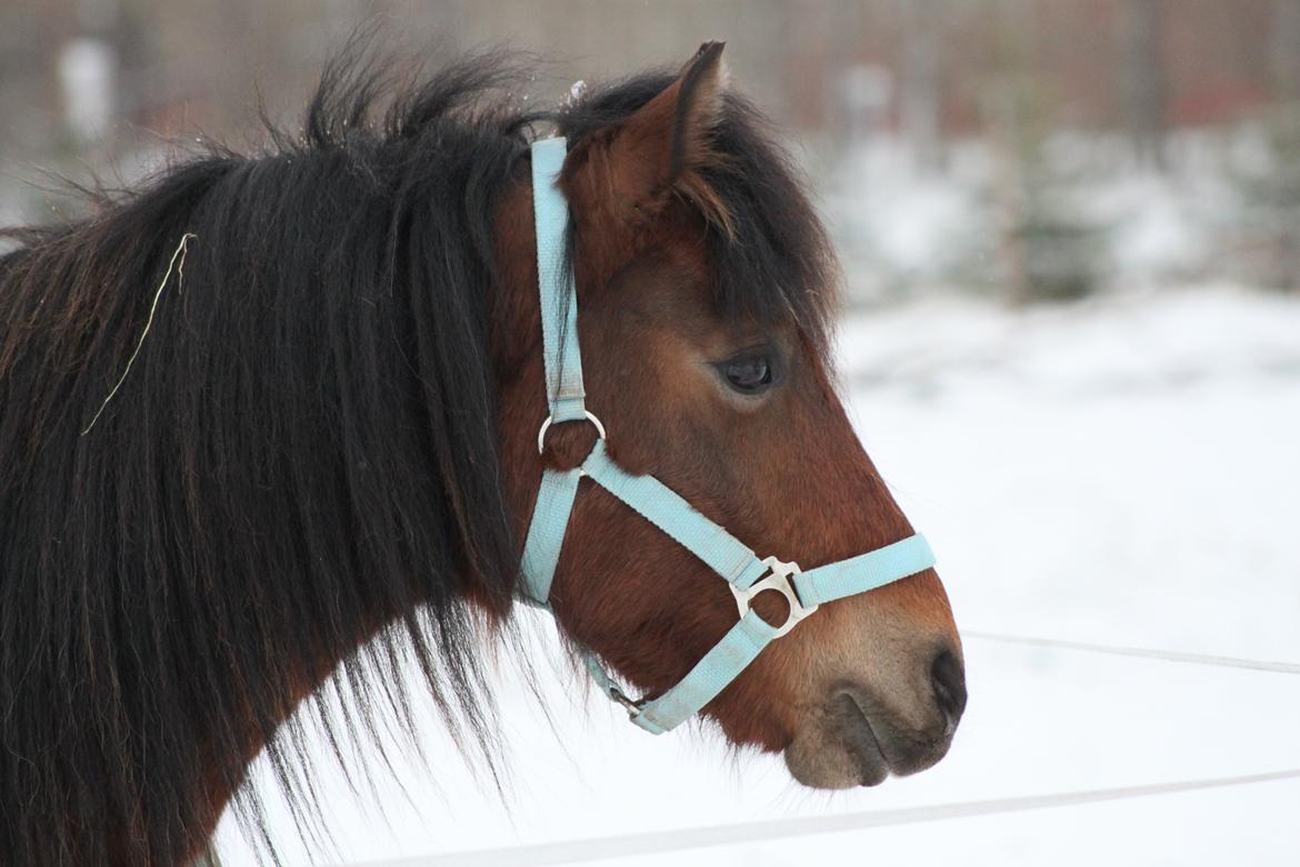 Welsh Pony af Cob-type (sec C) Gribsvad Mango (Har lånt) - Min smukke dreng med hvid baggrund. :) (sne)  billede 3