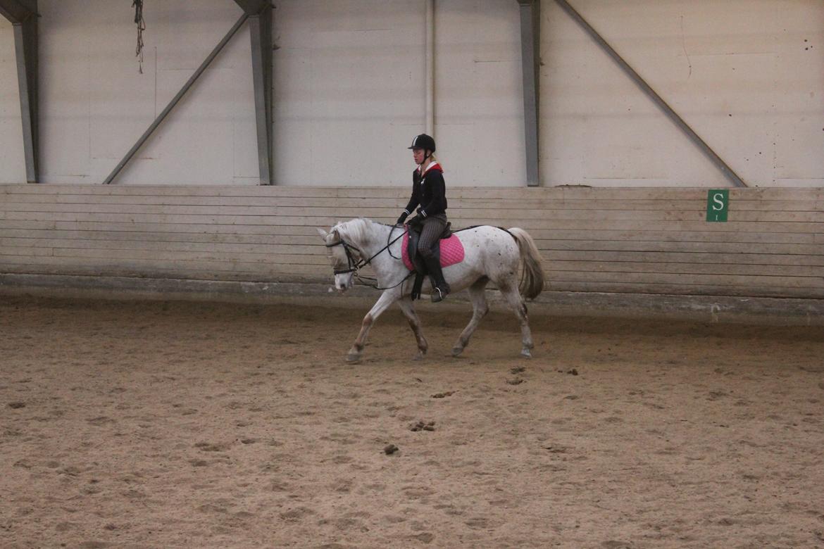 Anden særlig race Lotte - Velkommen til Lotte :-D Vi er bare blivet så gode sammen!<3 jeg elsker dig  billede 5