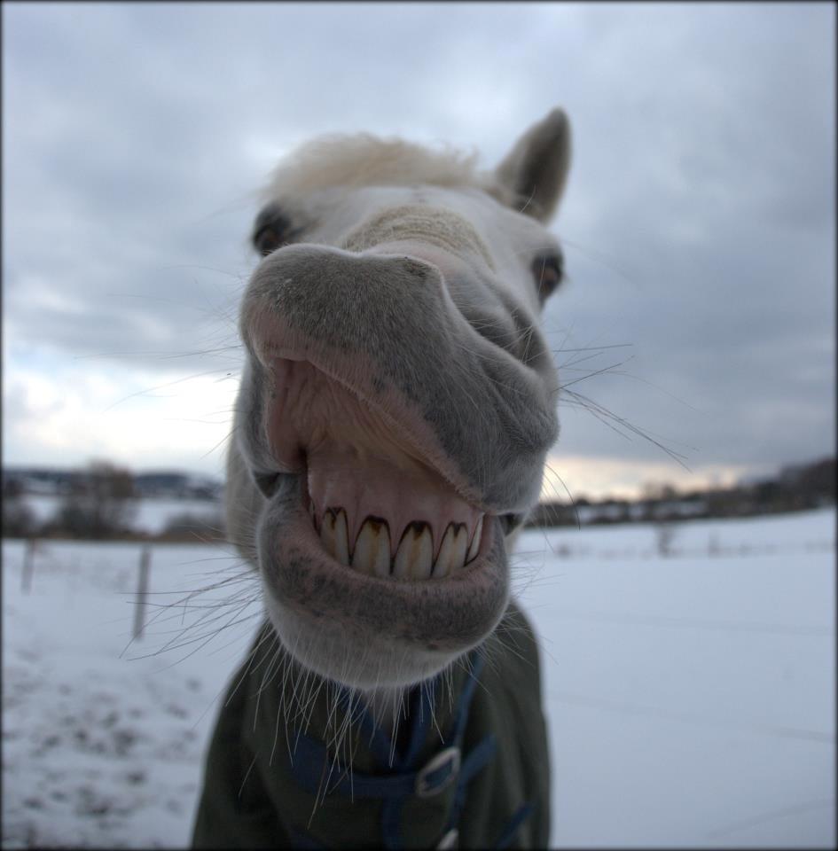 Irsk Sportspony Rahscanlon Lad  - White beauty - - Smiiiiiil!!! billede 11