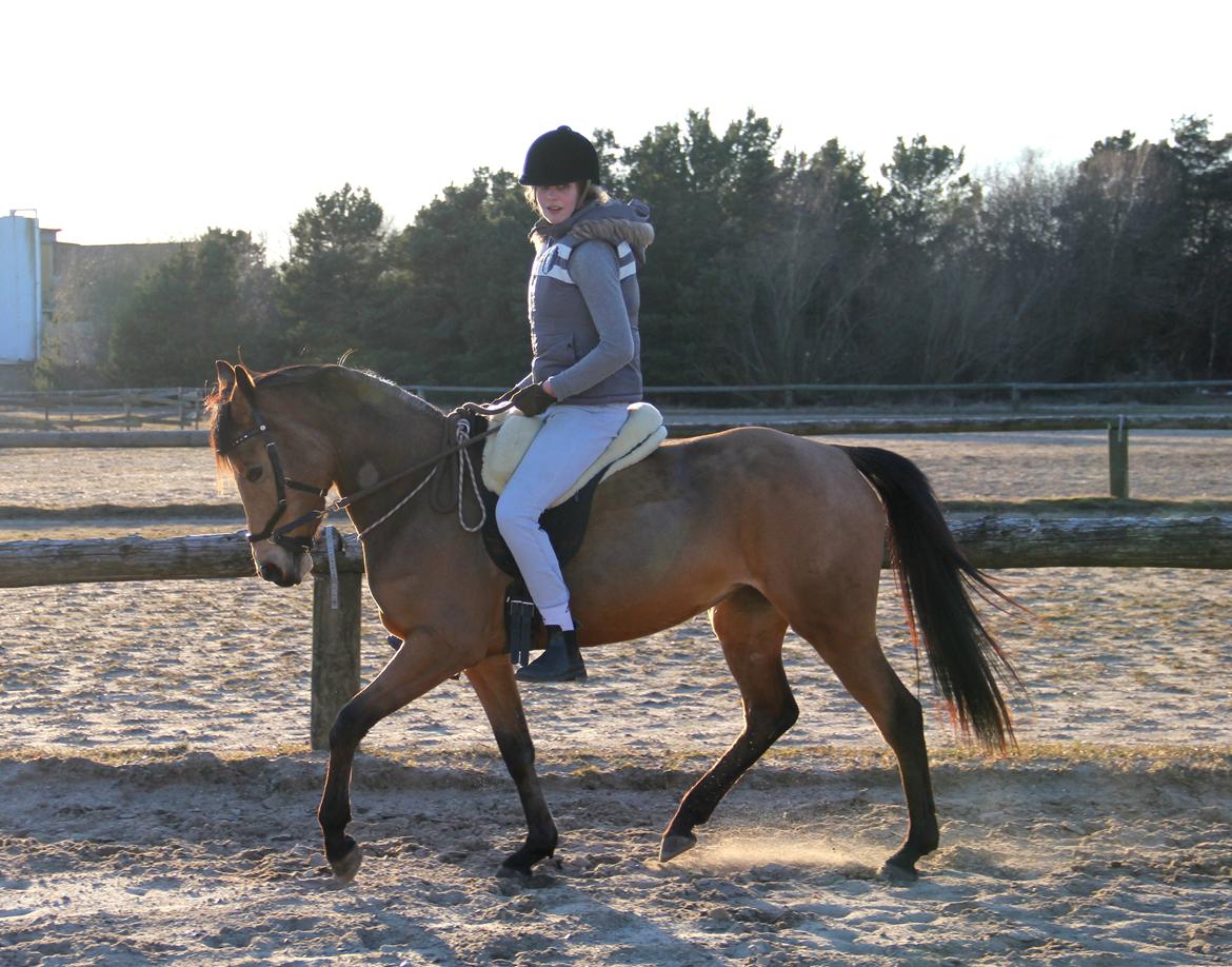 DSP Anemone Wales  - I min bog skal en dressur hest være redet så meget for sæde og ben, at det er næsten er ligemeget om den har bid i munden eller ej - Ellers er den i min bog redet forkert, men det kan jo selvfølgelig diskuteres ;-)! billede 19