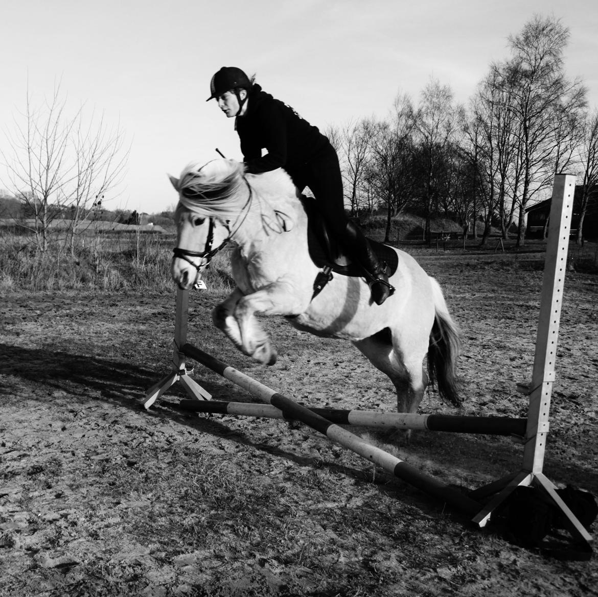 Fjordhest Thera Thorsø *Musse* billede 14