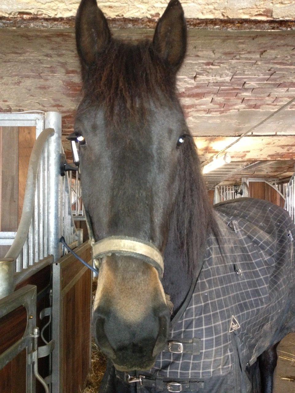 Anden særlig race thor billede 11