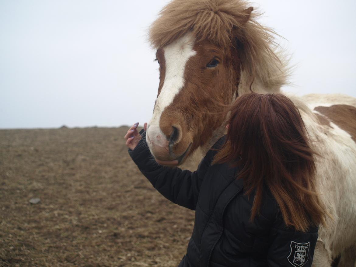 Islænder Girdir billede 3