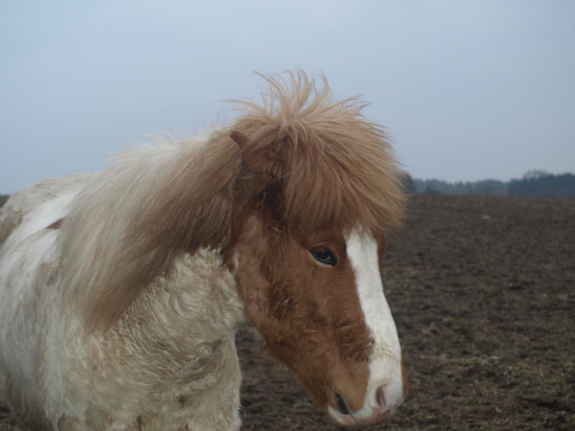 Islænder Girdir billede 4