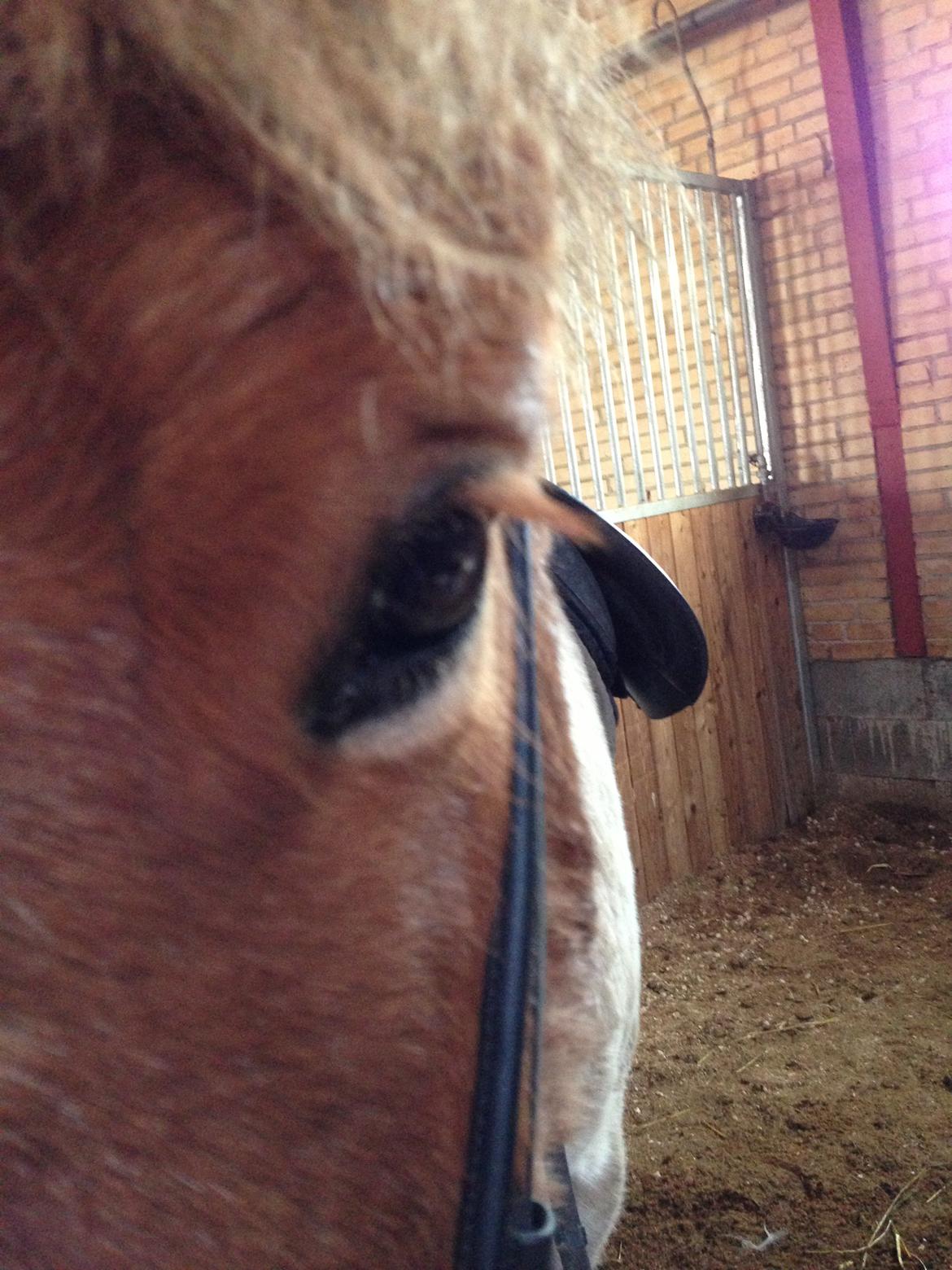 Islænder Girdir billede 5