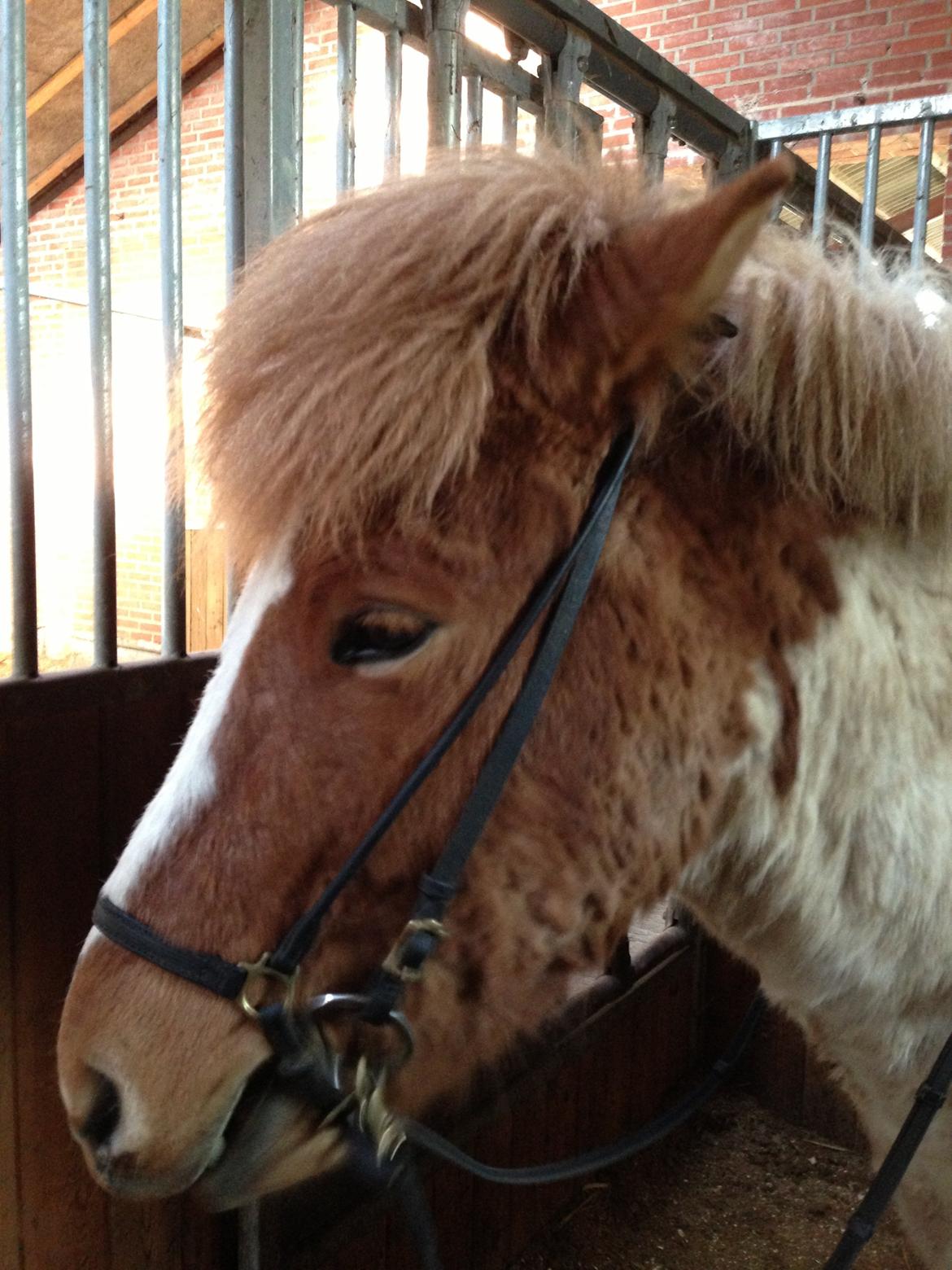 Islænder Girdir billede 6